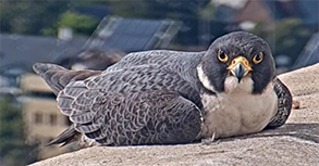 Cal Peregrine Falcon - Alden, Annie's new mate